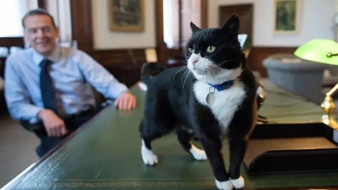 白黒の猫「パーマストン」が緑色のテーブルの上に立ち、周囲を見回している。そ後ろで、水色のワイシャツにネクタイ姿の男性が椅子に座り、笑顔で見守っている。パーマストンは口元と首や胸、手足の先とひげが白く、眼は金色、鼻はピンク。青い輪に銀色の名札がさがった首輪をしている