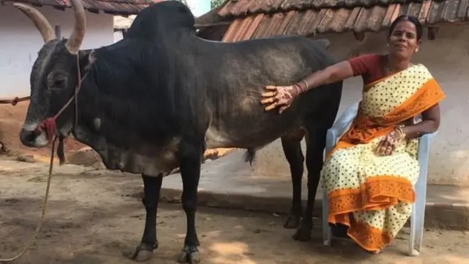 Ramu na mmiliki wake Selvarani Kanagarasu aliyekataa kuolewa ili kumfuga ngombe huyo