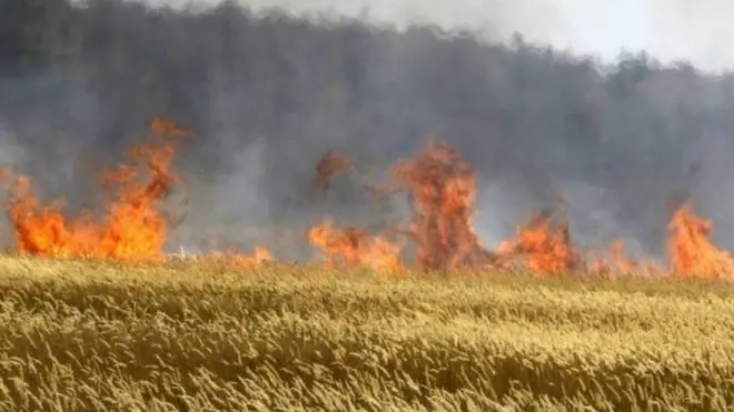 Əkin yerləri yandırılan zaman torpaqlar münbitliyini itirir, məhsuldarlıq aşağı düşür.