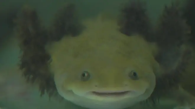 axolotl
