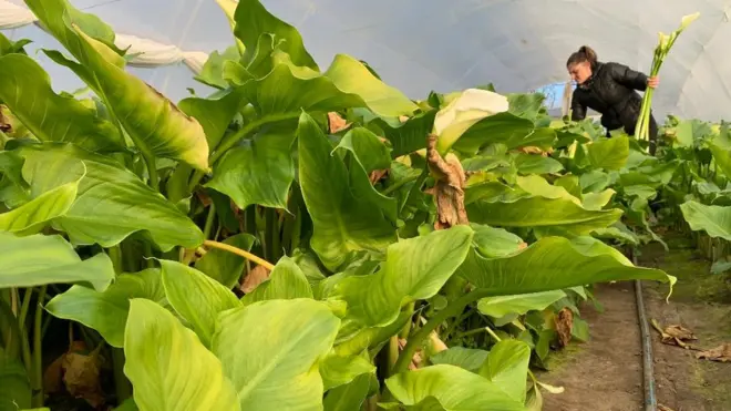 Sistem kap po kap u plasteniku sa kalama