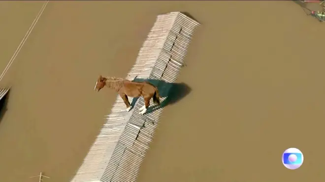 지붕 위에 고립된 말