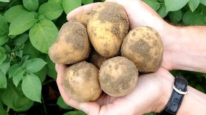 چاند پر اگنے والے مستقبل کے انسانوں کے لیے بطور غذا استعمال ہوسکتے ہیں