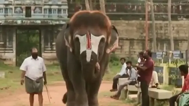 తమిళనాడు ఏనుగు