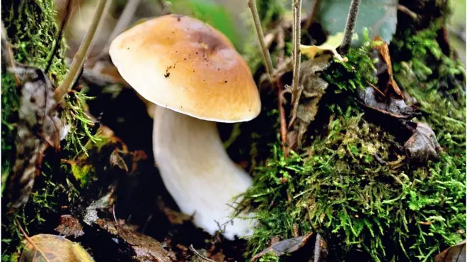 Знайти гриб чи гриба?