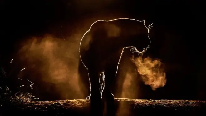 그레그 두 토이드가 촬영한 놀라운 아프리카 야생동물의 모습