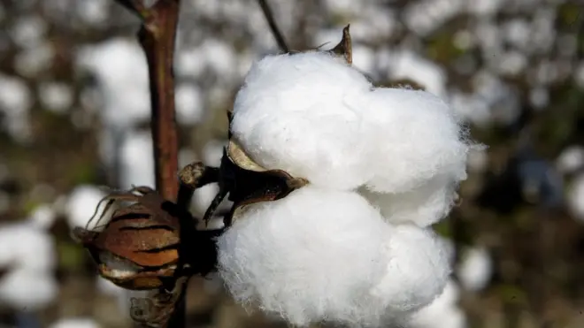 Le Bénin est 4è producteur africain de coton en 2016