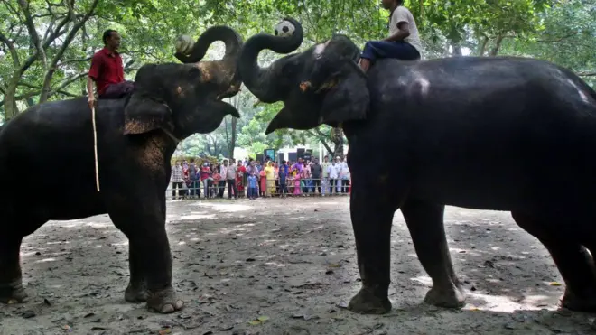 হাতির ব্যবহার বন্ধ হয়ে হতে পারে