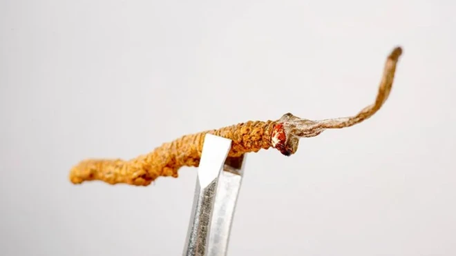 รูปคีมคีบหนอนถั่งเช่า