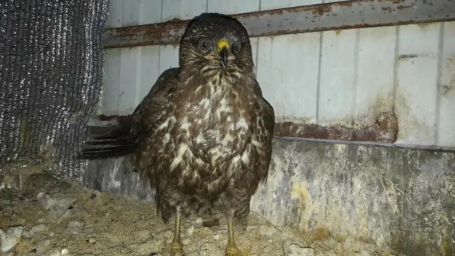 Птах сидів на дорожній розмітці, посеред проїжджої частини, та не міг злетіти. Його врятували поліцейські