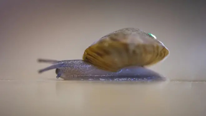 Greater Bermuda land snail