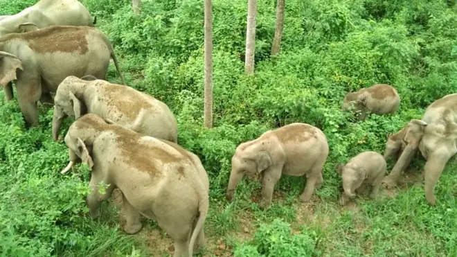 भारतबाट आउने जङ्गली हात्तीहरू