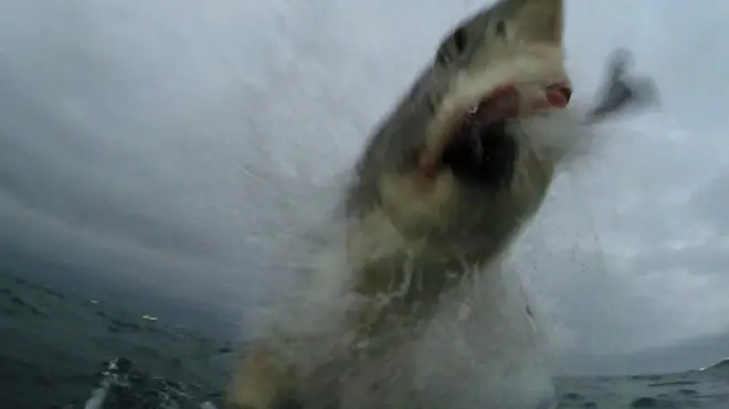 بالفيديو: نجاة راكب أمواج بأعجوبة من هجوم سمكة قرش بيضاء