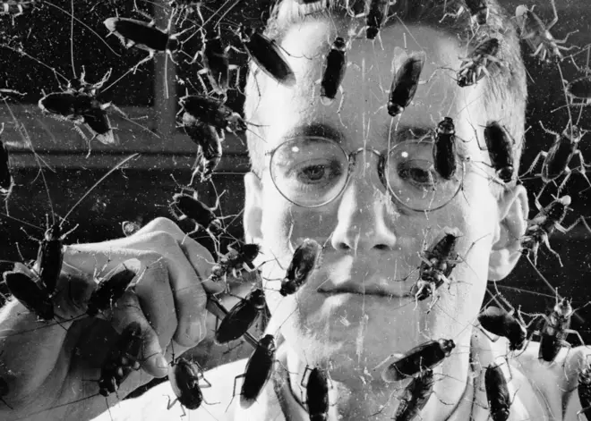 Un chercheur observant des cafards