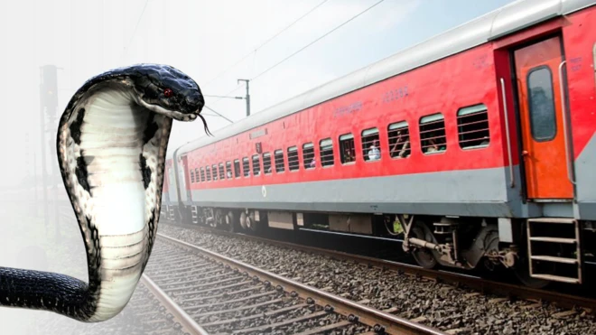 ગુજરાત બીબીસી ગોવા સાંપ નાગરાજ નાગ સરિસૃપ ટ્રેન પ્રકૃતિ સંરક્ષણ પ્રાણી વન્ય પશુપ્રાણી પશુપંખી પર્યાવરણ ઇકૉલૉજી બીબીસી ગુજરાત શું ભારતમાં કિંગ કોબ્રા ટ્રેનોમાં મુસાફરી કરી રહ્યા છે, ગુજરાતના વૈજ્ઞાનિકે કરેલા સંશોધનમાં શું બહાર આવ્યું? સંશોધન અમેરિકાની પ્રખ્યાત જર્નલ 'બાયૉટ્રોપિકા'માં પ્રકાશિત