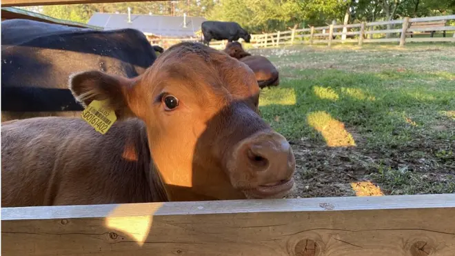 Za deset godina broj mlečnih krava u Srbiji smanjen je za 55.000