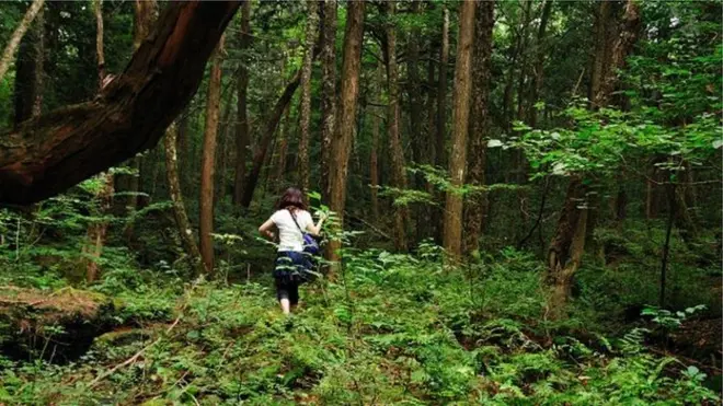 En Aokigahara no hay animales ni ventea, lo que lo hace un lugar silencioso y tranquilo. (Foto: Julian Colton)