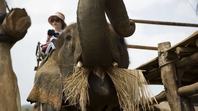 调查显示，有40%在泰国旅游的人表示他们已经或者计划骑大象游玩