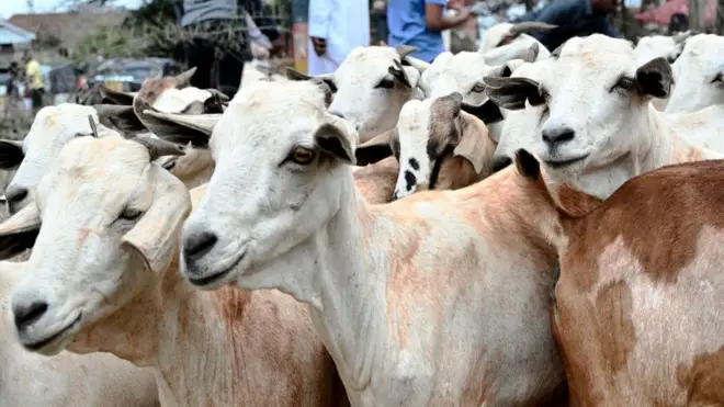 የፓርቲ አባል ንብረት የሆኑ 13 ፍየሎች መታሰራቸው ተነገረ