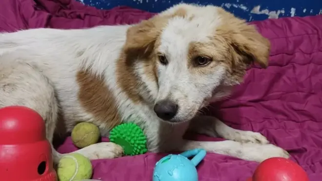 أحد الكلاب الضالة بعد نقله من قبل المتطوعين إلى ملجأ بيت ساحور