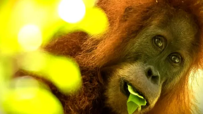 కొత్త జాతి కోతి