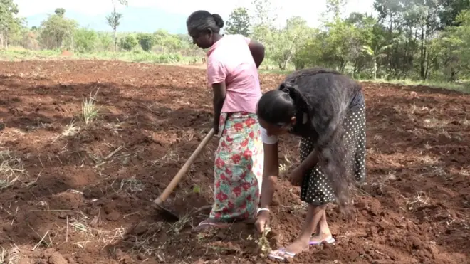 රජයේ නව තීරණයට අනුව හදිසි වසංගත තත්වයකට මුහුණ දීම සඳහා කෘෂිකර්ම දෙපාර්තමේන්තුව විසින් වල්නාශක සහ කෘමිනාශක කිහිපයක් ආනයනය කිරීමට පියවර ගෙන ඇත. එහෙත් ඒවා විවෘත වෙළඳ පොළට නිකුත් කිරීමක් සිදු නොකෙරේ.