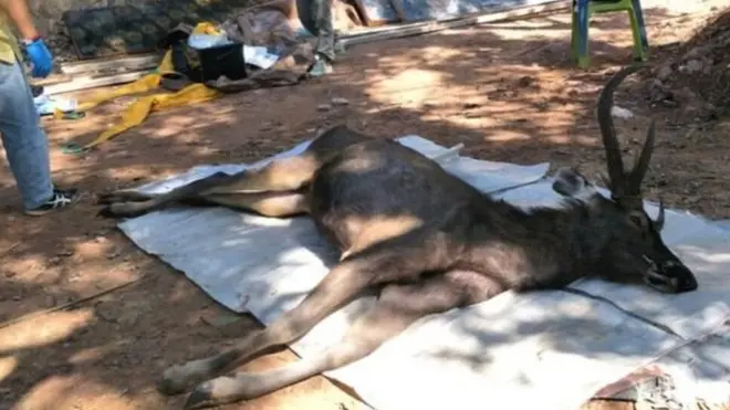 చనిపోయిన జింక