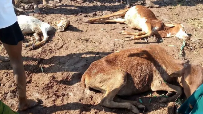 Loon Gujiitti rooba hongee booda roobeen dhuman