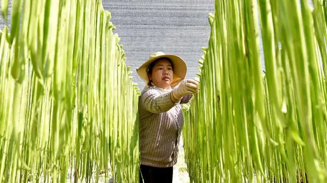 A farmer is drying Gong Cai strips, a vegetable of the lettuce family, in the fields on March 5, 2026 in Dali Bai Autonomous Prefecture, Yunnan Province of China. 
