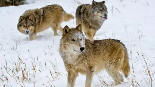 प्रजाती नष्ट होण्याचा धोका