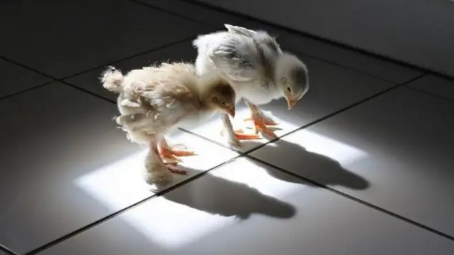 Wucii gaadidduu ofiitiin bitaa itti gale