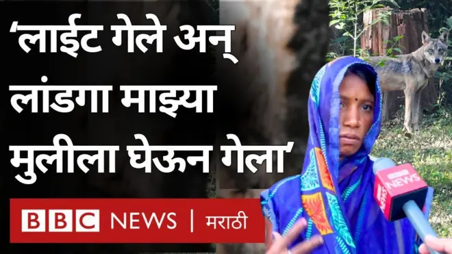 उत्तर प्रदेशमधील या गावांमध्ये लांडग्यांची दहशत, चिमुकल्यांवर होत आहेत जीवघेणे हल्ले