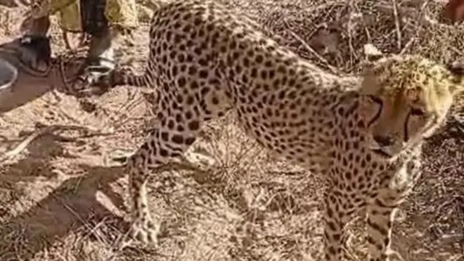 يلقى الشبل الآن الرعاية في نيروبي