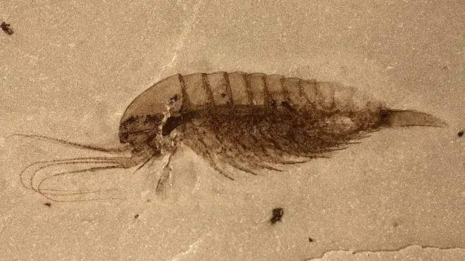 Scientists say the fossils have been "exquisitely" preserved