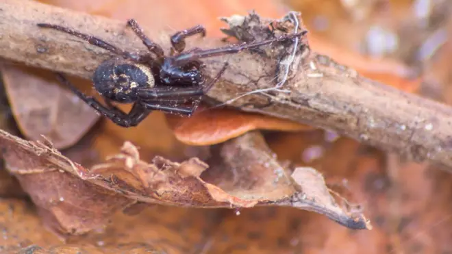 A falsa viúva-negra costuma se alimentarentrar cbetinsetos, animais invertebrados e atéentrar cbetoutras aranhas