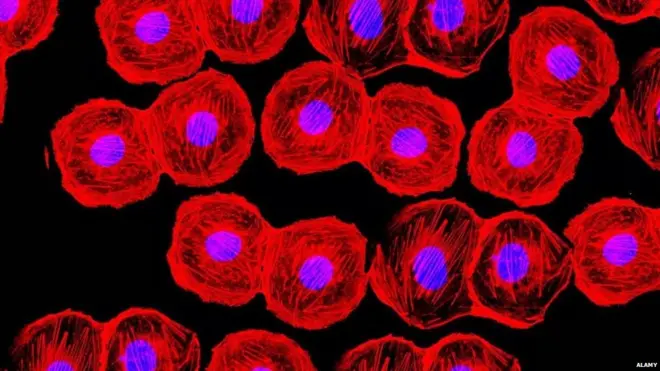 स्टेम सेल