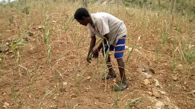 የኮንሶ አርሶ አደር በማሳ ውስጥ