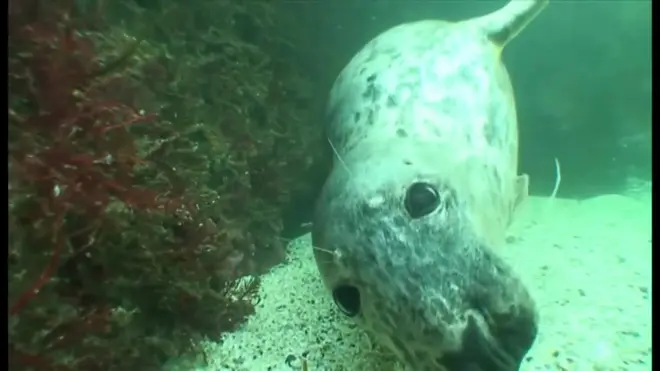 英北部ノーサンバーランド沖で、あまり知られていないハイイロアザラシの海中での行動を調べる新たな研究がこのほど始まった。