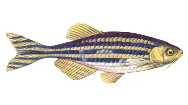 జీబ్రా చేప