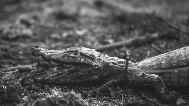 Numerosos animales son víctimas de incendios en el Pantanal.