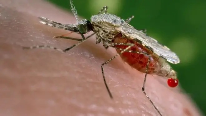 ملاریا د ماشې د چیچلو له کبله لېږدي چې په نړۍ کې د ماشومانو د مړینې یو لوی لامل ګرځي.