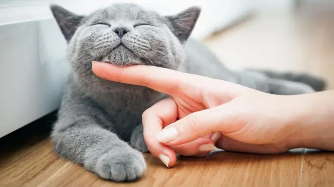 Khi mèo có nhu cầu cơ bản như ăn hay đi vệ sinh, chúng có vẻ thân thiện tìm kiếm bạn bè hơn