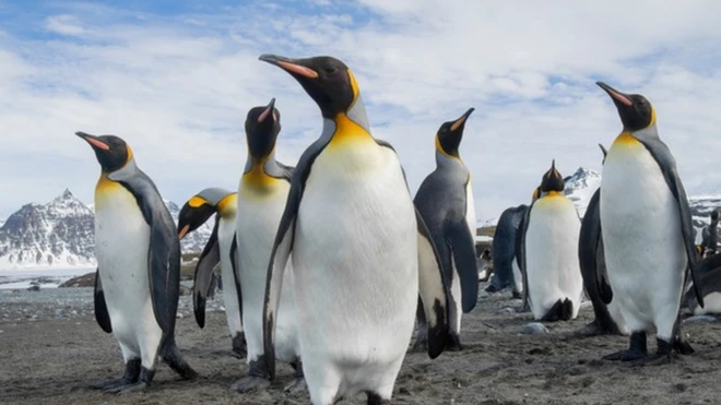 เพนกวิน