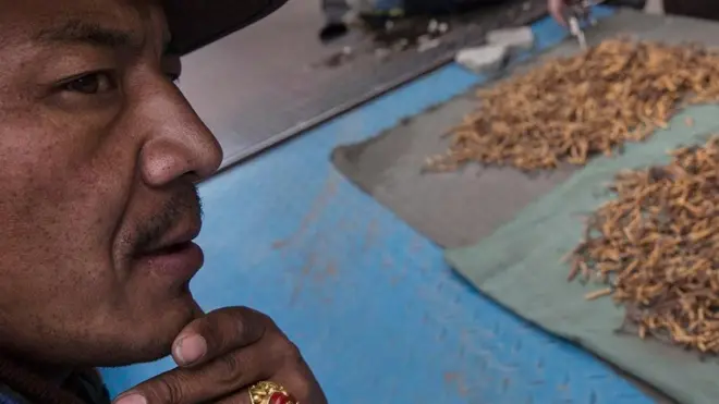 كم تدفع مقابل تناول أحد الفطريات الشهية التي تنمو على رأس يرقة نافقة؟