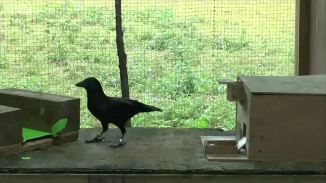 Vrana iz Nove Kaledonije