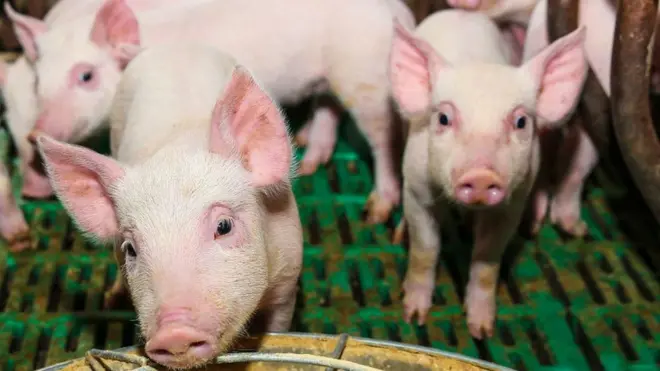 Вірус виявили у свиней