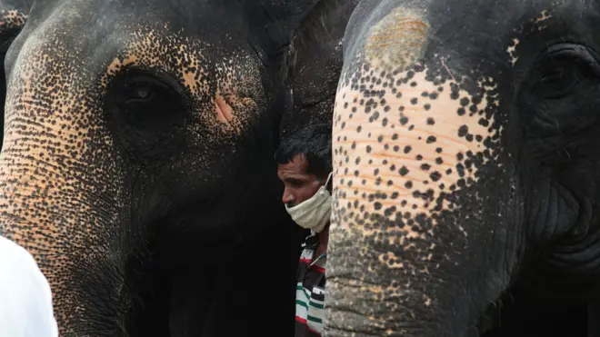 مفرقعات نارية تودي بحياة أنثى فيل وجنينها