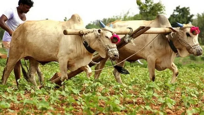 भारतीय किसान