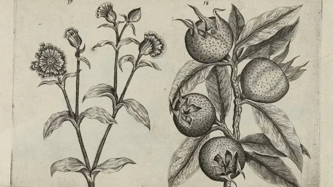 విచిత్రమైన పండు