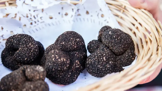 périgord 松露十分昂貴。